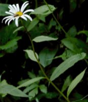 Leucanthemum waldsteinii