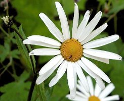 Leucanthemum waldsteinii