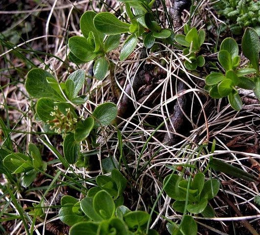 Salix retusa (wierzba wykrojona)