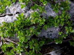 Salix retusa (wierzba wykrojona)