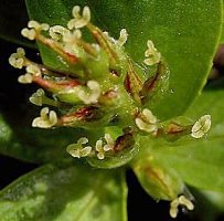 Salix retusa (wierzba wykrojona)
