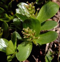 Salix retusa (wierzba wykrojona)