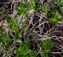 Salix retusa (wierzba wykrojona)