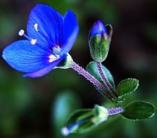 Veronica fruticans