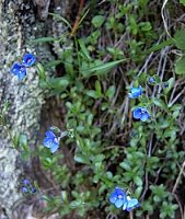 Veronica fruticans