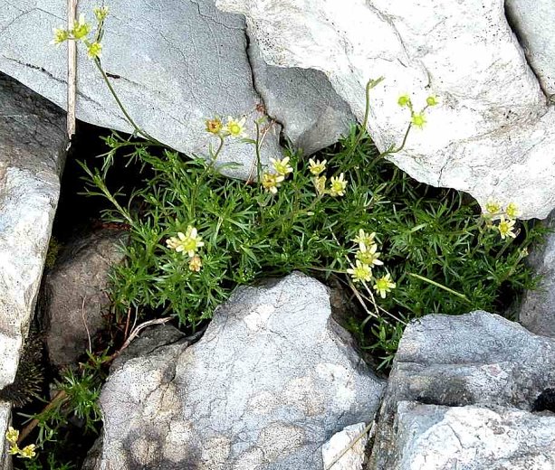 Saxifraga moschata