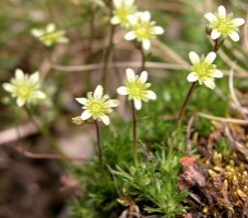 Saxifraga moschata