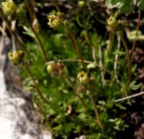 Saxifraga moschata