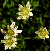 Saxifraga moschata