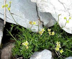 Saxifraga moschata