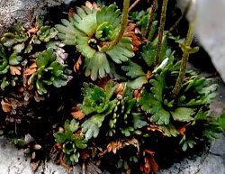 Saxifraga wahlenbergii