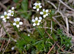 Saxifraga wahlenbergii