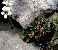 Saxifraga wahlenbergii