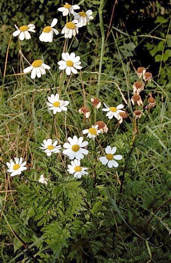 Tanacetum corymbosum ssp. corymbosum (wrotycz baldachogroniasty typowy)