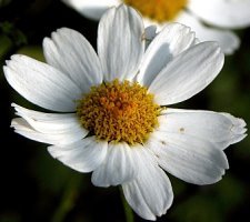 Tanacetum corymbosum ssp. corymbosum (wrotycz baldachogroniasty typowy)