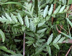 Tanacetum corymbosum ssp. corymbosum (wrotycz baldachogroniasty typowy)