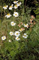 Tanacetum corymbosum ssp. corymbosum (wrotycz baldachogroniasty typowy)