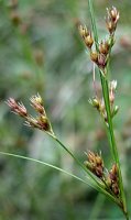 Juncus tenuis