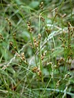 Juncus tenuis