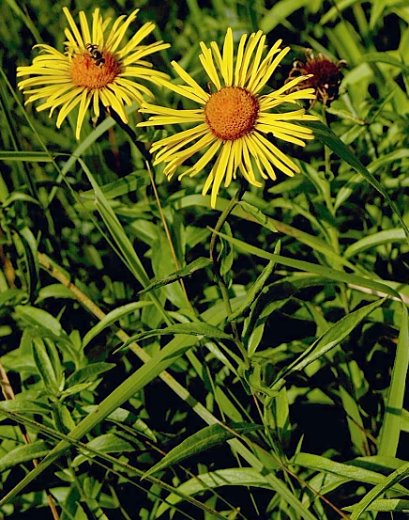 Inula salicina