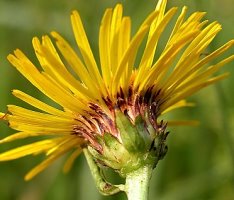 Inula salicina