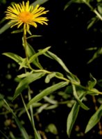 Inula salicina