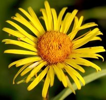 Inula salicina