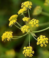 Bupleurum falcatum