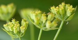 Bupleurum falcatum