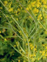 Bupleurum falcatum