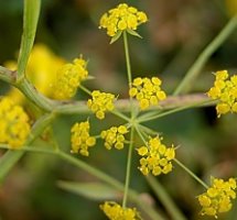 Bupleurum falcatum