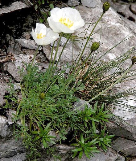 Papaver tatricum (mak tatrzański)