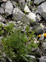 Papaver tatricum (mak tatrzański)