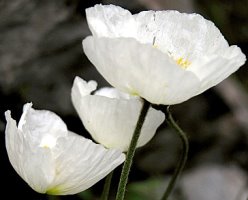 Papaver tatricum (mak tatrzański)