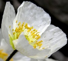 Papaver tatricum (mak tatrzański)