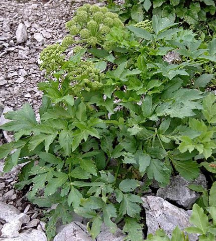 Angelica archangelica ssp. archangelica