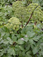 Angelica archangelica ssp. archangelica