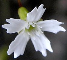 Heliosperma quadridentatum