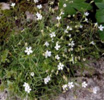 Heliosperma quadridentatum