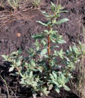 Chenopodium glaucum