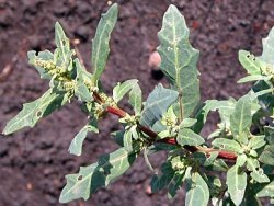 Chenopodium glaucum