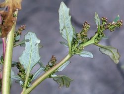 Chenopodium glaucum