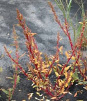 Chenopodium glaucum