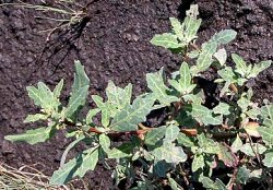 Chenopodium glaucum