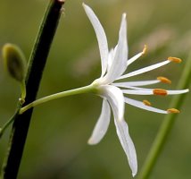 Anthericum ramosum