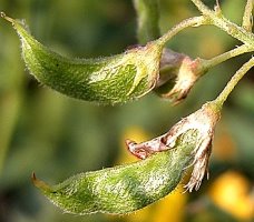 Medicago falcata