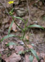 Ranunculus flammula