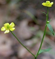 Ranunculus flammula