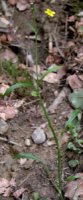 Ranunculus flammula