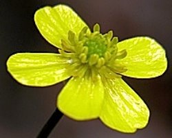 Ranunculus flammula